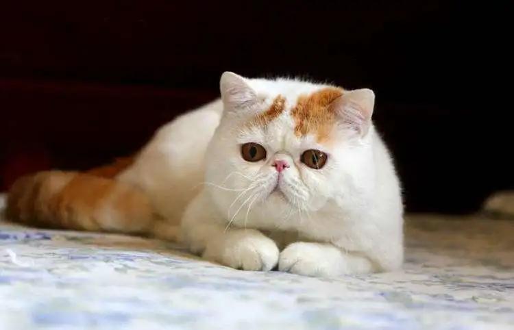 猫咪拉屎带的血该吃什么药,猫咪拉屎屁股上有血