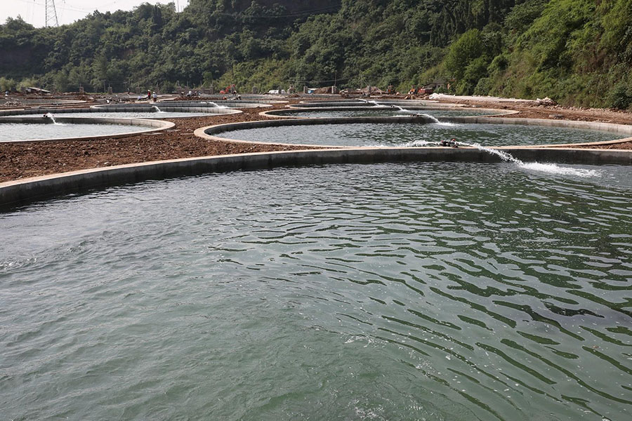 美味的鲟鱼怎么养殖,保持干净的水质,根据体重合理投喂