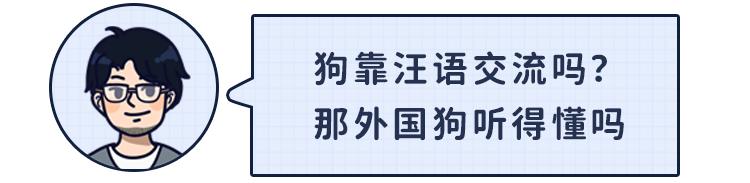 狗言狗语,中国的狗和外国的狗语言一样吗