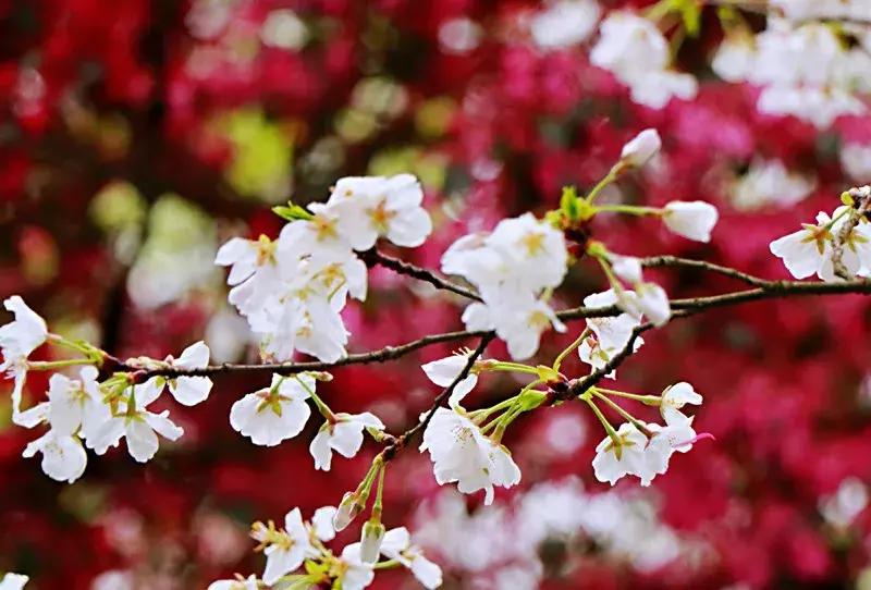 抚州樱花景区,抚州看樱花的地方