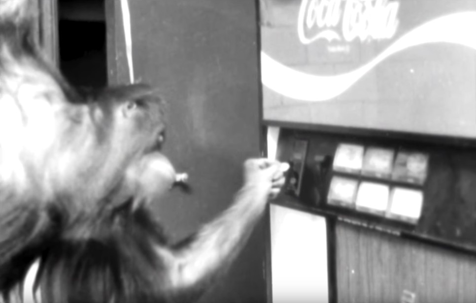 一只上过大学的猩猩试图成为人类，但现实给了它一记重锤