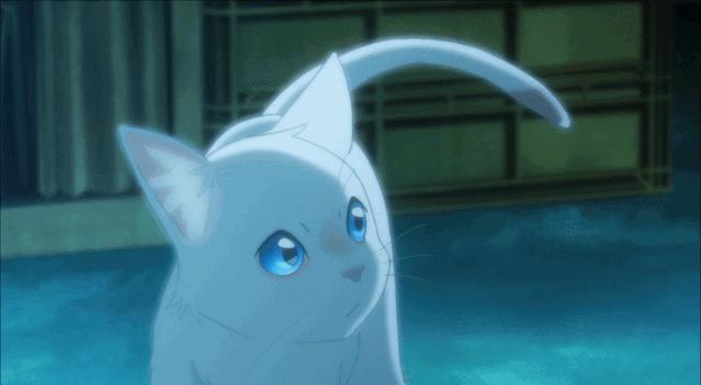 这部温情的撸猫片,让我哭得溃不成军,这是全世界猫*党**的胜利