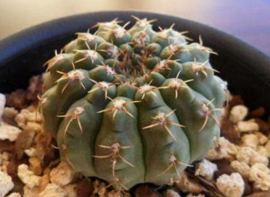 仙人球怎么扦插,仙人球扦插的方法与技巧