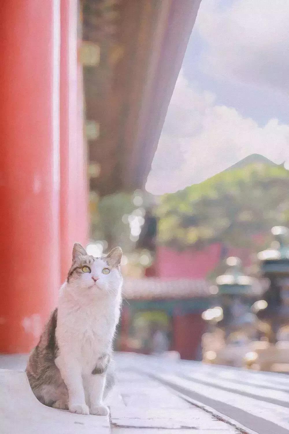 比起故宫猫,毫无颜值的西域骆驼,却在丝绸之路上火了两千多年