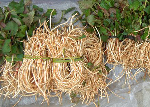 痛风用什么来泡水喝比较有效果,泡什么草药能降尿酸缓解痛风