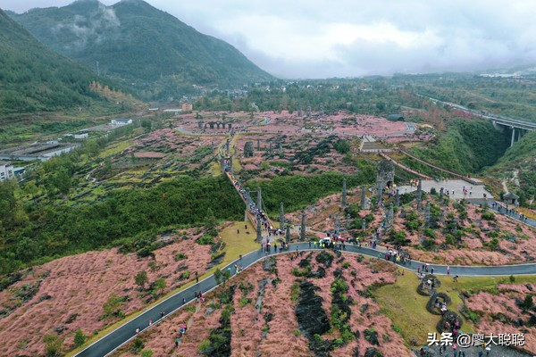 重庆这片花海你还没有来打开，那你就输了