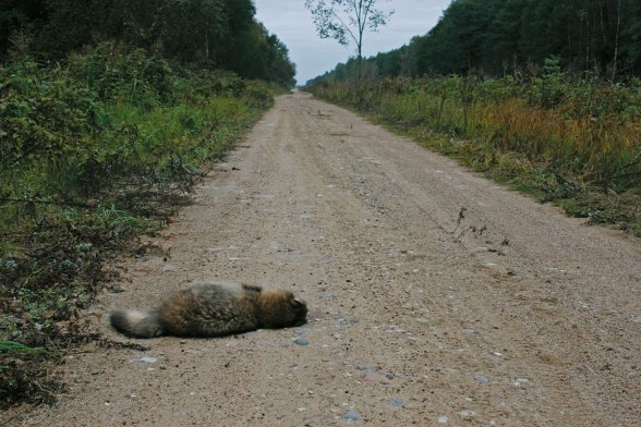 海狸鼠vs猞猁,狐狸对战猞猁