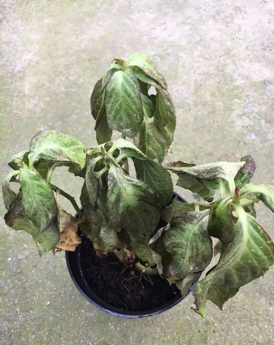 夏季花草脱水怎么治,植物脱水的补救方法