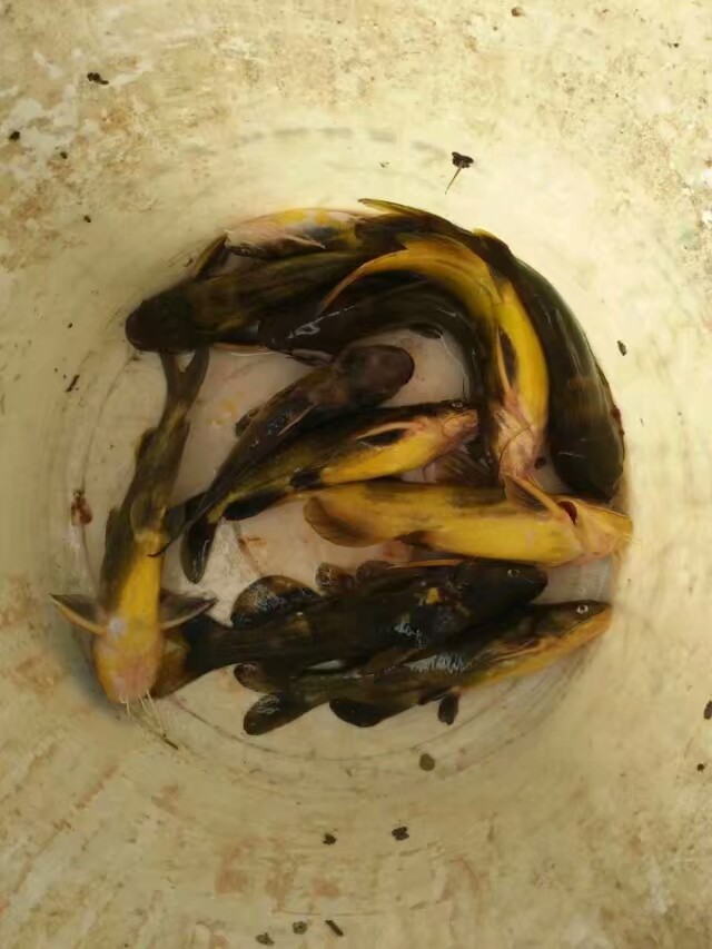 钓昂刺鱼怎么拿鱼不会扎手,老钓手都用啥竿