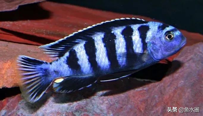 新手入坑教程原神,新手入坑有什么注意事项