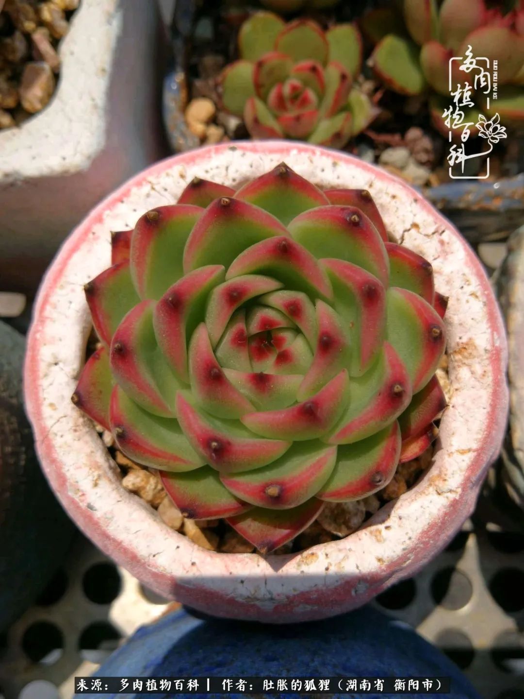 多肉用大盆养好还是用小盆养,多肉用石子养好还是用土养好