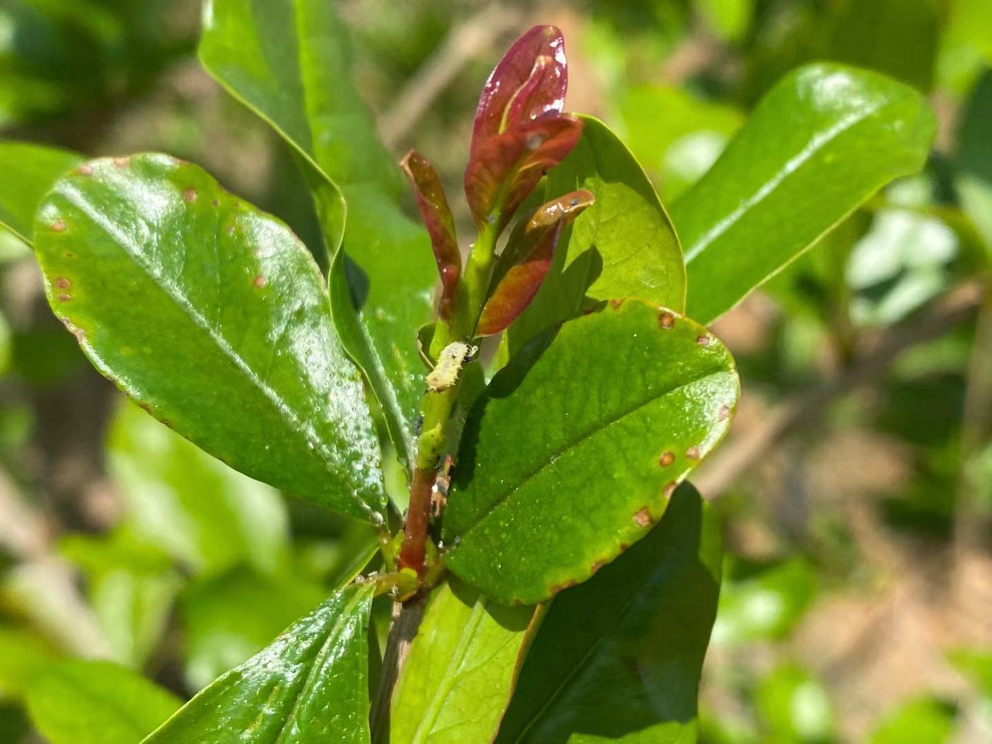 石榴钻心虫什么原因,石榴钻心虫防治最佳时间