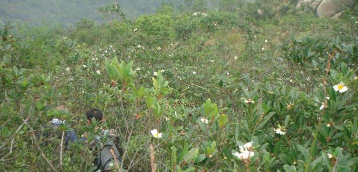 珠海凤凰山登山徒步,深圳凤凰山登山记