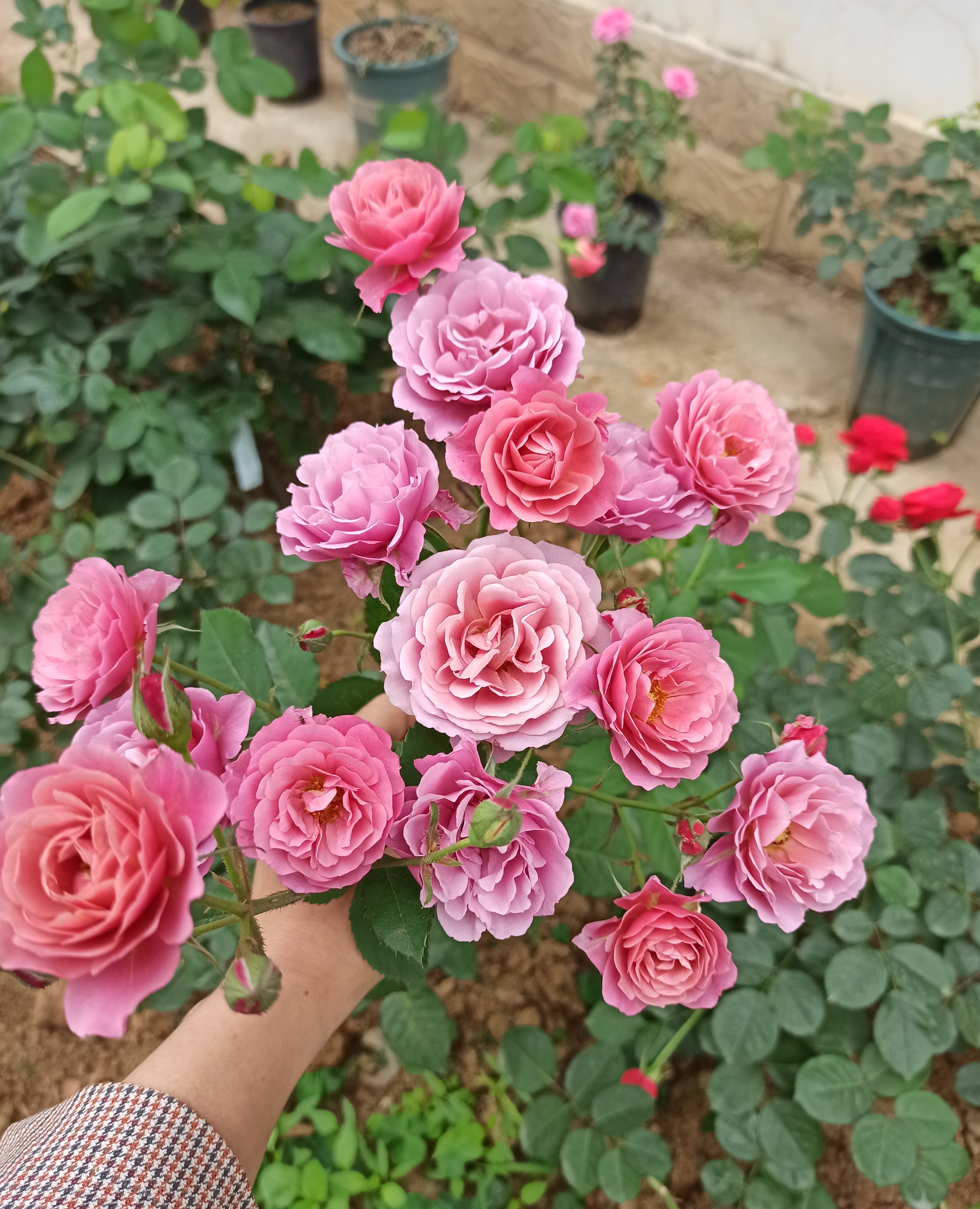 新手养什么花好看又好养,新手养什么盆栽最好