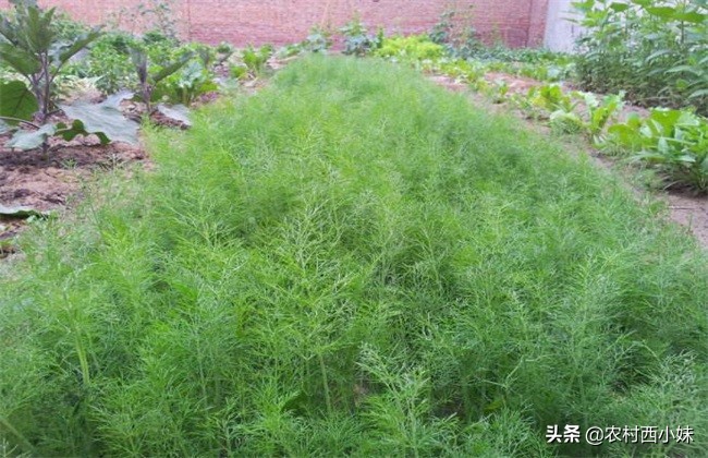 茴香种植技术和时间,大茴香的种植方法与时间