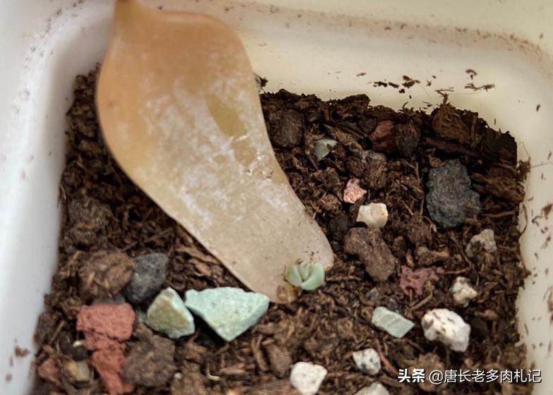 多肉养的不粗壮怎么办,多肉植物光照不足怎么养