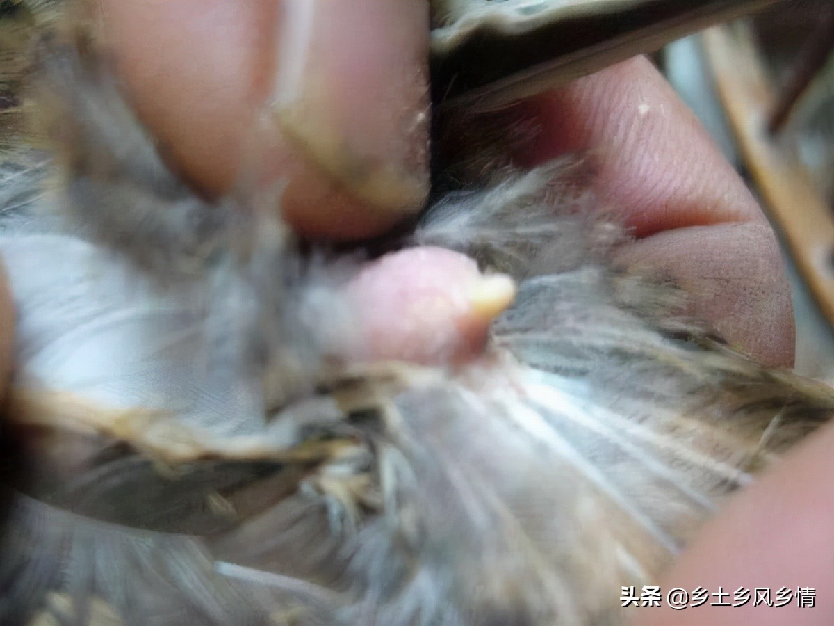 剪了母鸡的尾脂腺还不下蛋怎么办,母鸡不下蛋要剪尾脂腺吗