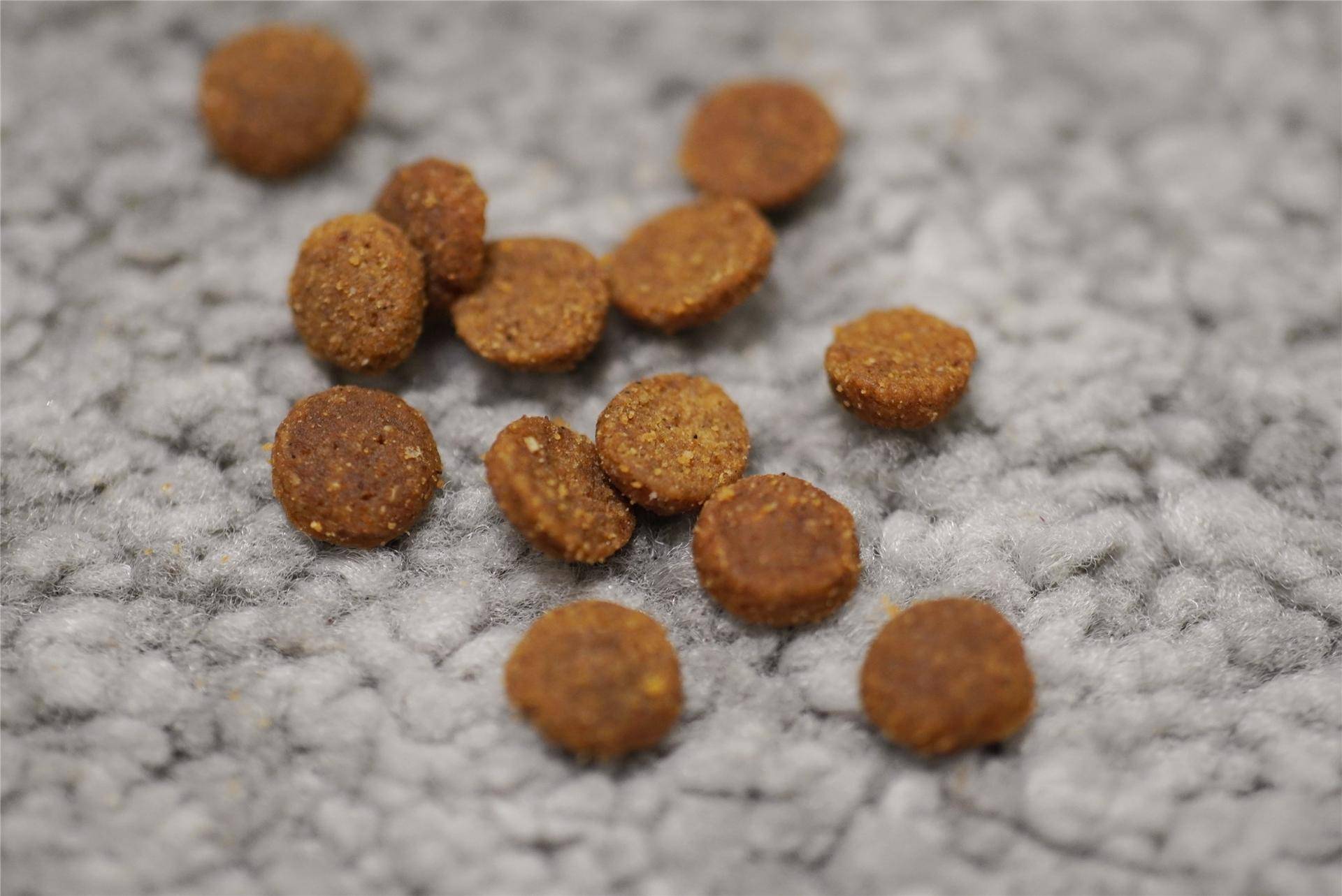 猫主子的猫砂怎么选,喵星人的食物有哪些