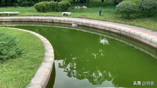 沈阳北陵公园的树,沈阳市北陵农场红枫林