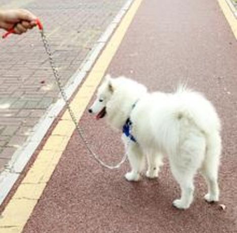 不文明养犬承担什么责任,不文明养犬行为将负法律责任