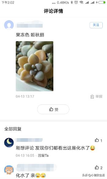 多肉植物化水,多肉植物化水是什么意思