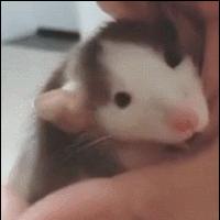 空间小可以养什么宠物呢,空间小适合养什么宠物