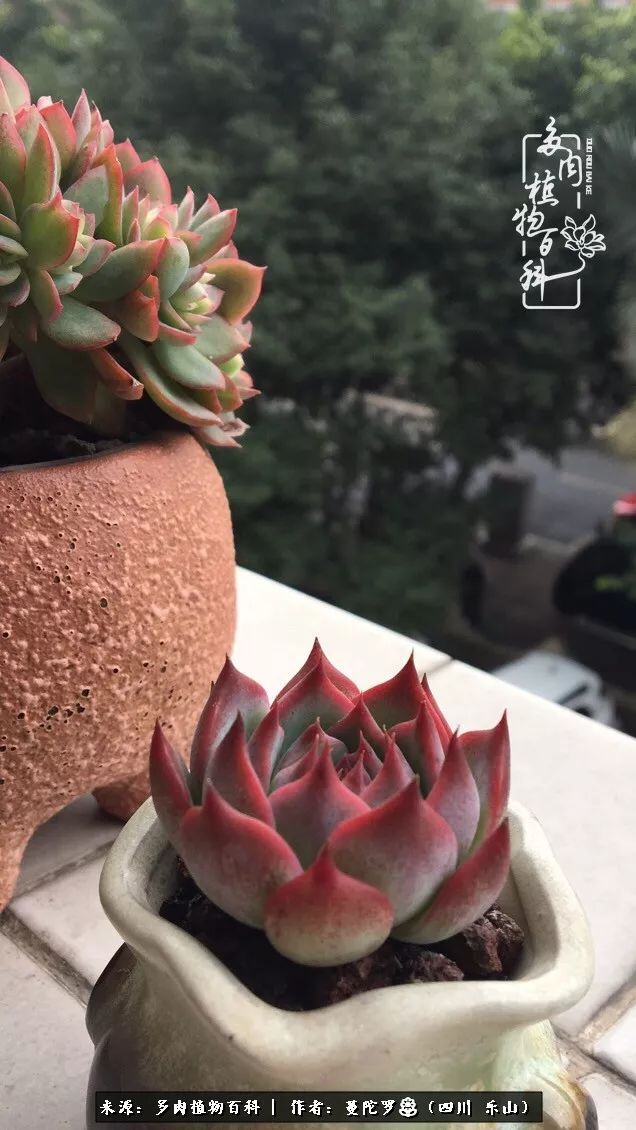 转角遇见多肉,遇见多肉治愈自己