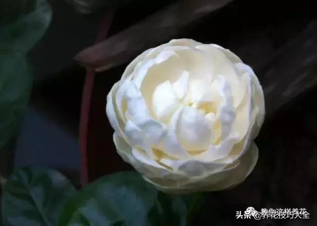 帮助睡眠的花水养,睡眠不理想试试养这4种花