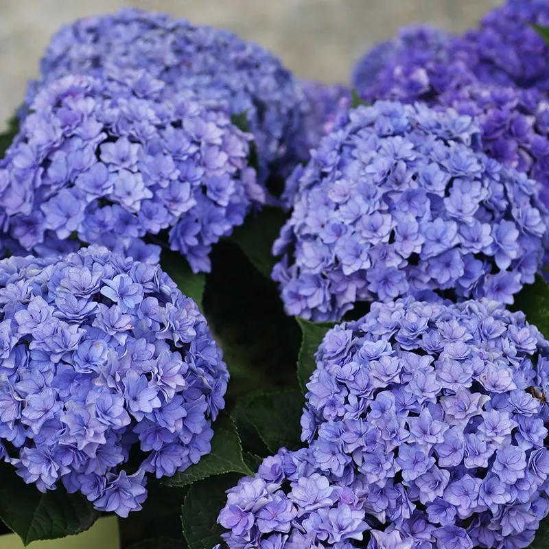 春季绣球叶子发皱怎么回事,夏季绣球老叶子都干枯怎么处理