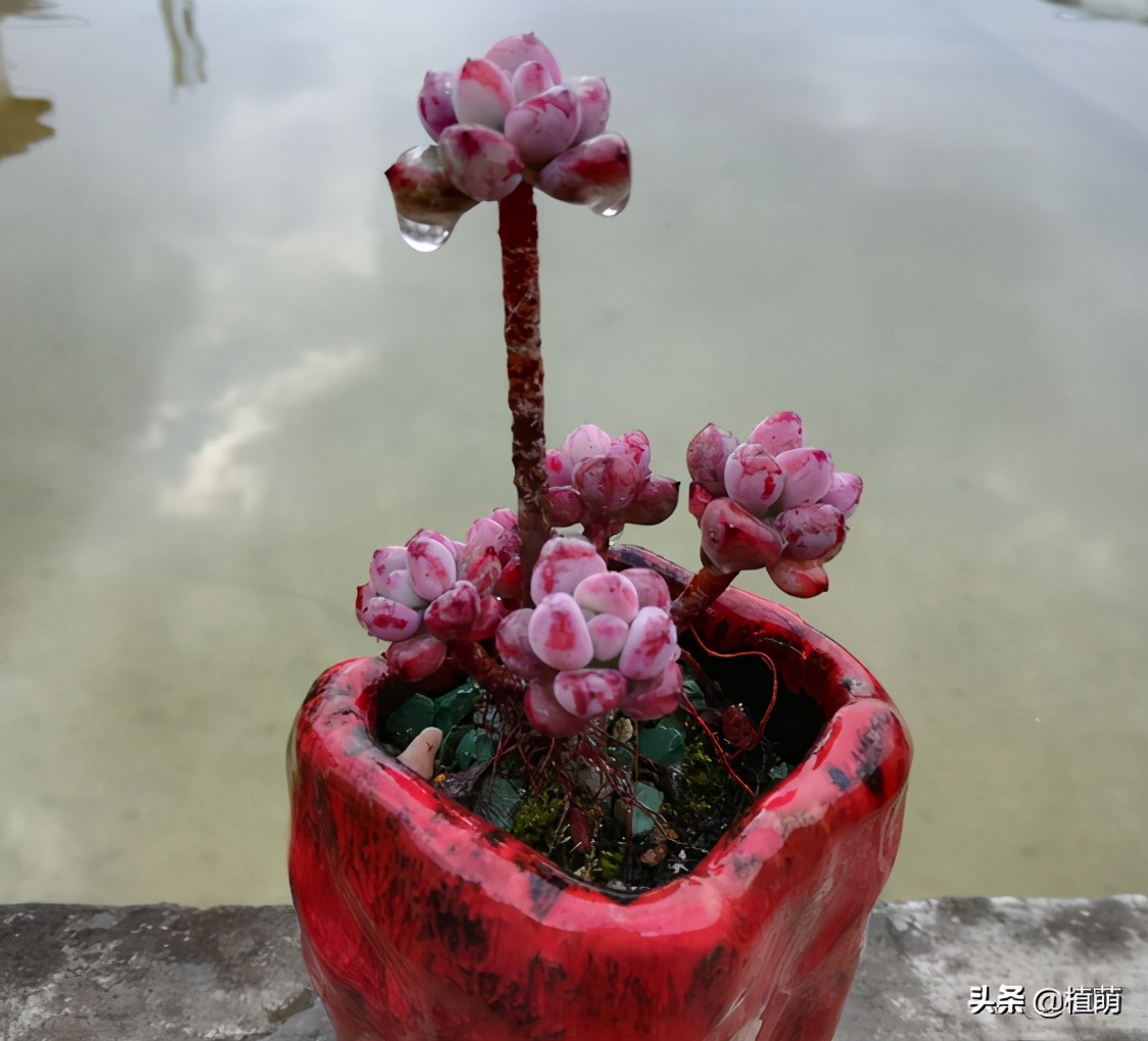 “徒神”多肉汤姆漫画，也有逆袭的一天