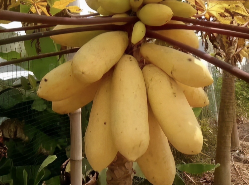 木瓜的最佳采收时间,皱皮木瓜什么时候采收