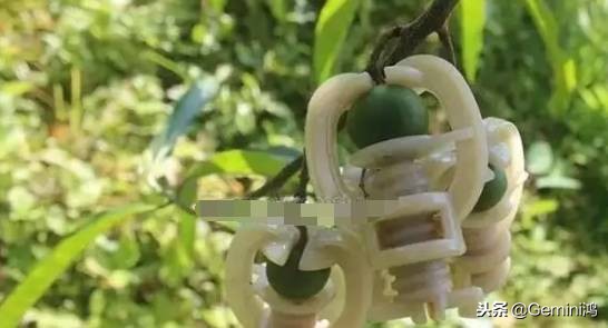 金刚菩提骗局大揭秘,金刚菩提骗局