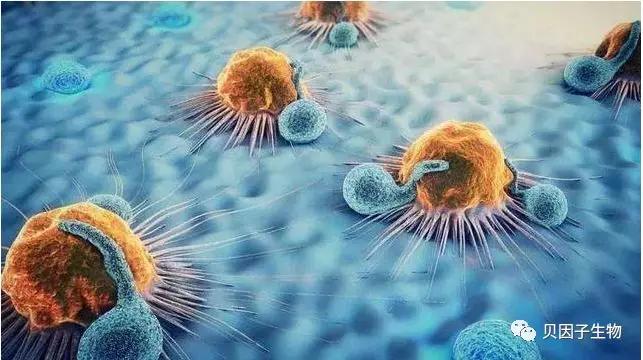 干细胞研究对肝硬化的治疗,干细胞移植在肝病方面的最新进展