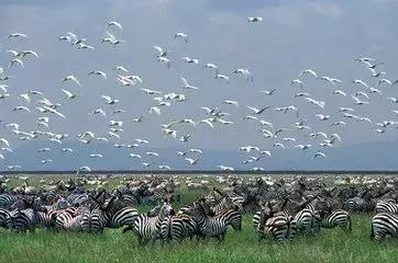 海哥带你游世界｜这周我们去非洲大草原看大西几！