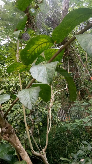 澶ф矙鍙跺睘浠嬬粛,澶ф矙鍙跺睘鍥剧墖