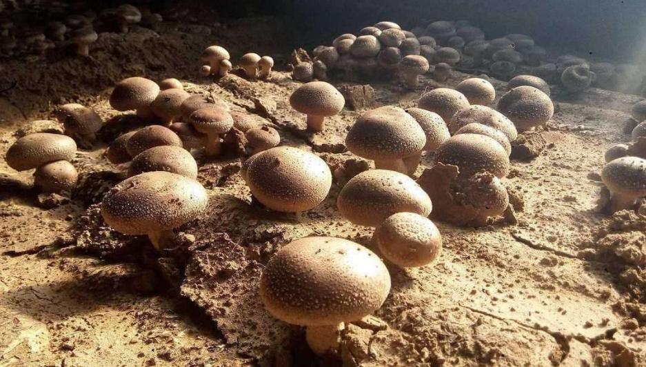 种植农作物一亩能赚多少,种植什么农作物赚钱快不愁卖