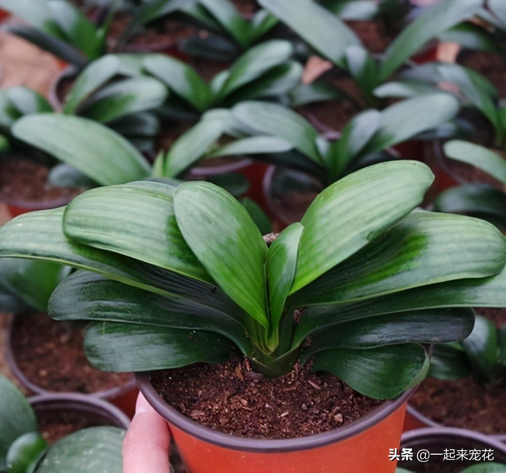 君子兰夏季怎样防病虫,夏季君子兰的养殖方法和注意事项