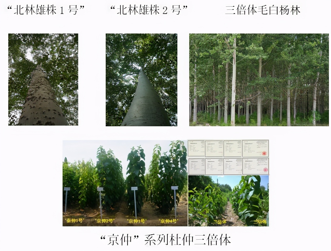 北京林业大学新一轮评估排名,中央一号文件林业部分