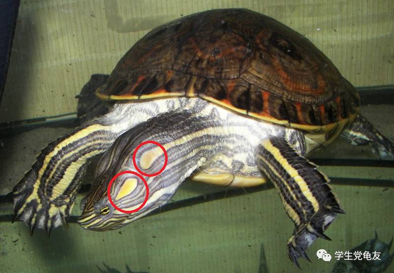 真假李逵——我们买到的“大河甜甜圈”是何许龟也？