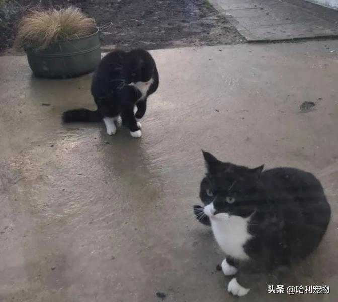 铲屎官的真相,铲屎官养了四只一模一样的猫