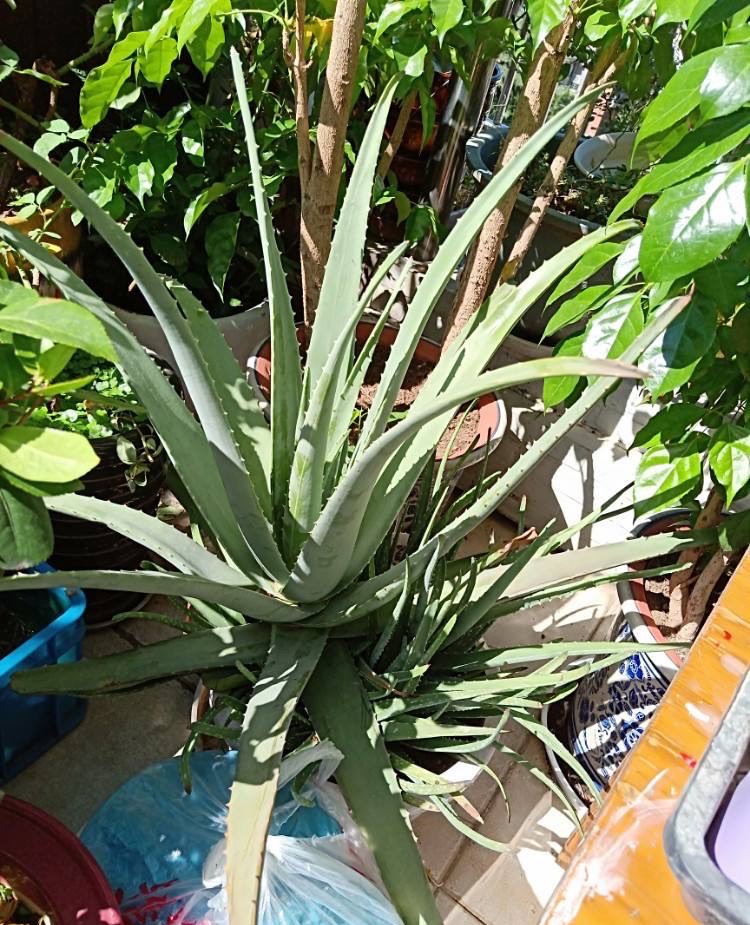 芦荟怎么养才能开花很美,家庭养芦荟最好的方法