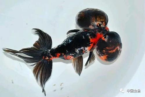 古法养金鱼的饲养方法,古法养金鱼的技巧和方法