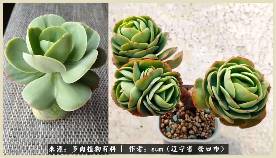 养多肉是一个很治愈的过程,养多肉是一种爱