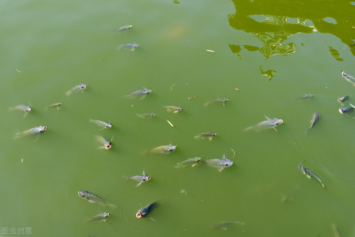 麦鲮侵入南方水系，30年成“珠江一哥”，真比罗非鱼还难缠？