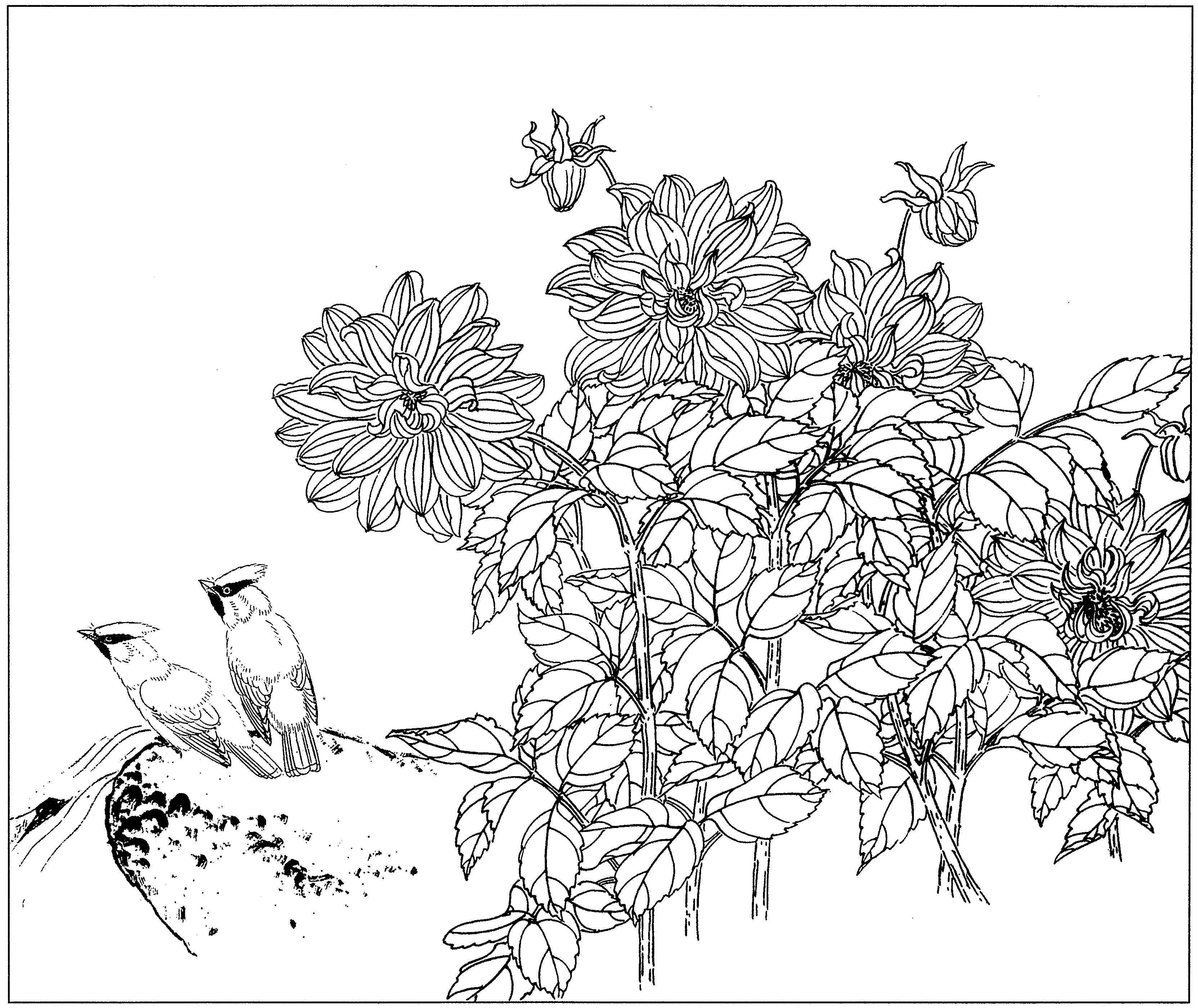 花鸟工笔四条屏白描高清大图,牡丹六尺横幅白描工笔花鸟底稿