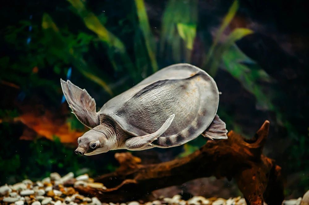 淡水河一霸！什么才算猪鼻龟的完美生活？