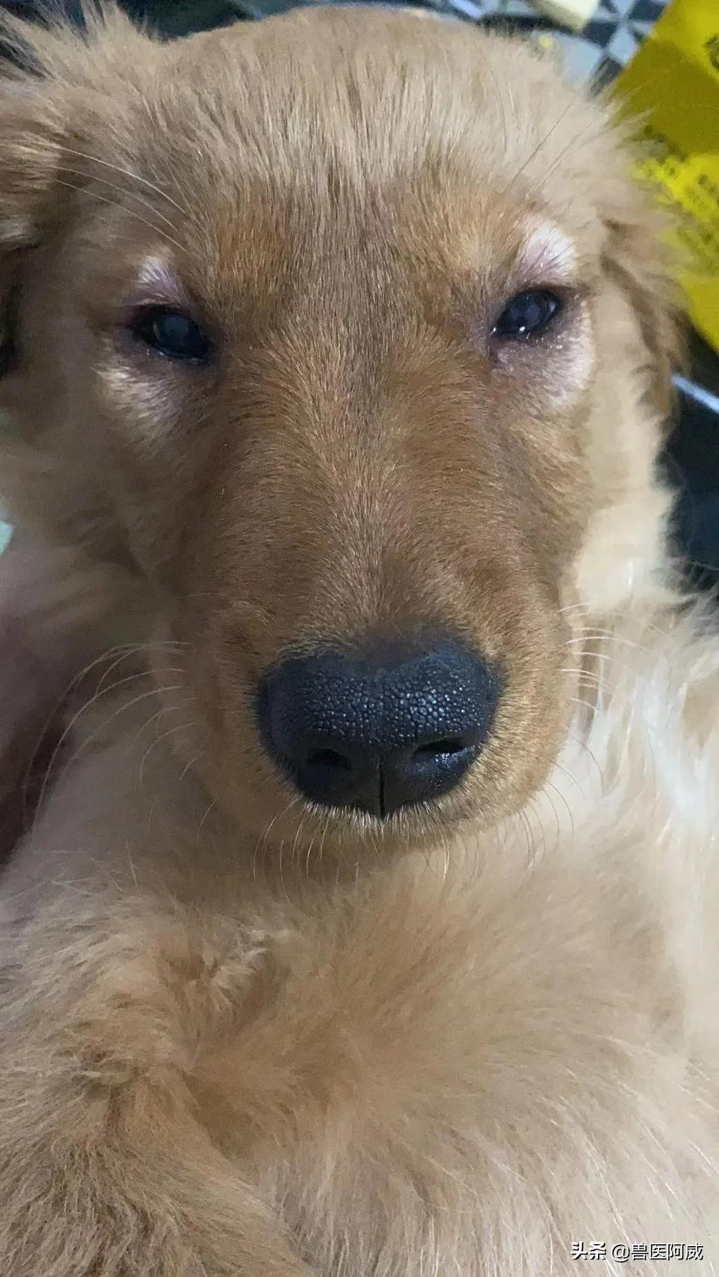 犬肺水肿治疗方法,一例犬急性肾衰竭的诊治