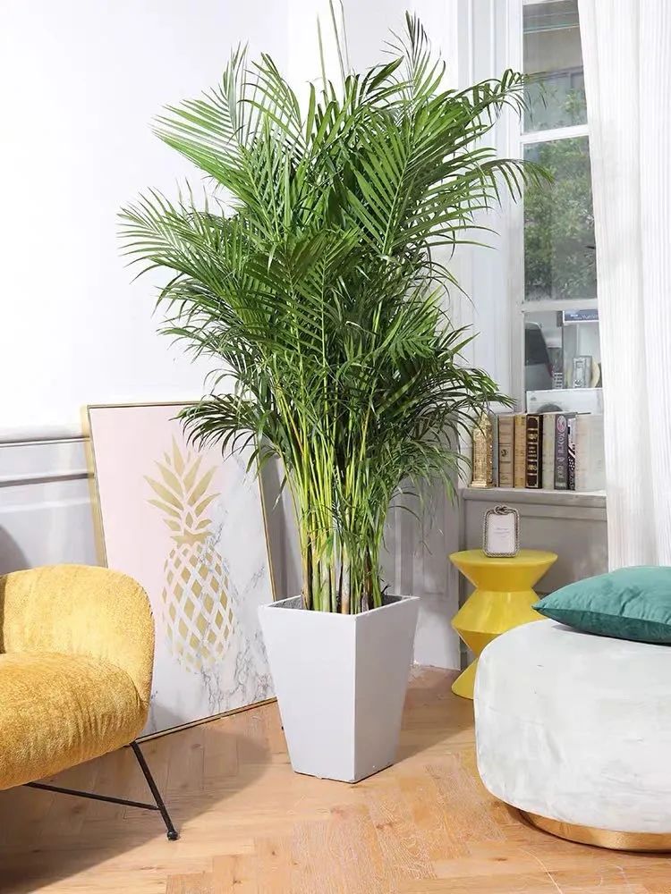 养散尾葵的正确方法,冬季室内养殖散尾葵如何养