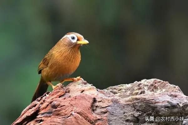 画眉鸟咬尾巴、吃翅膀咋办?干货分享,值得收藏