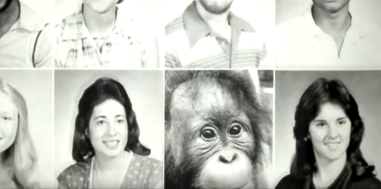 一只上过大学的猩猩试图成为人类，但现实给了它一记重锤